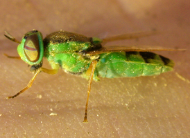 Odontomyia cincta